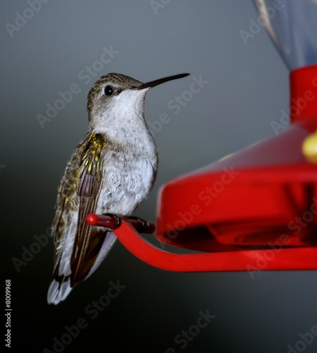 A Ruby throated Hummingbird perched on a red feeder.