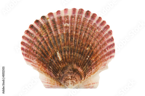 pink scalloped shell