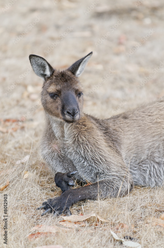 Fototapeta premium Resting kangaroo on Kangaroo Island