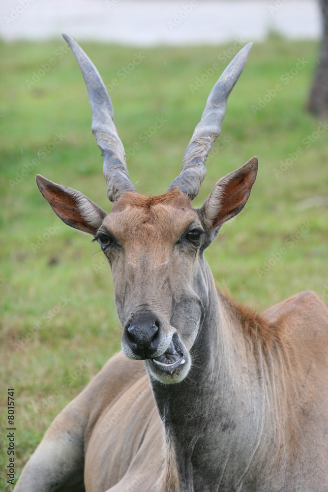 ANTILOPE EATING ANTILOPE EATING