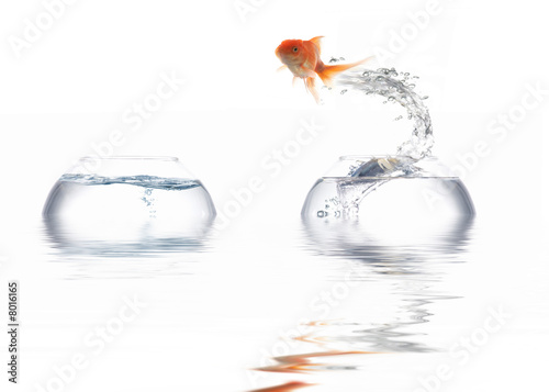 Jumping golden fish