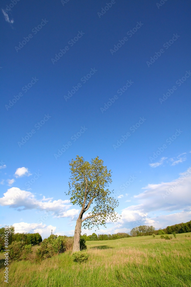 Obraz premium Single tree in the Dry grass lands during early autumn time