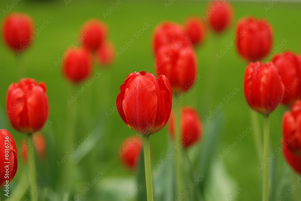 tulips