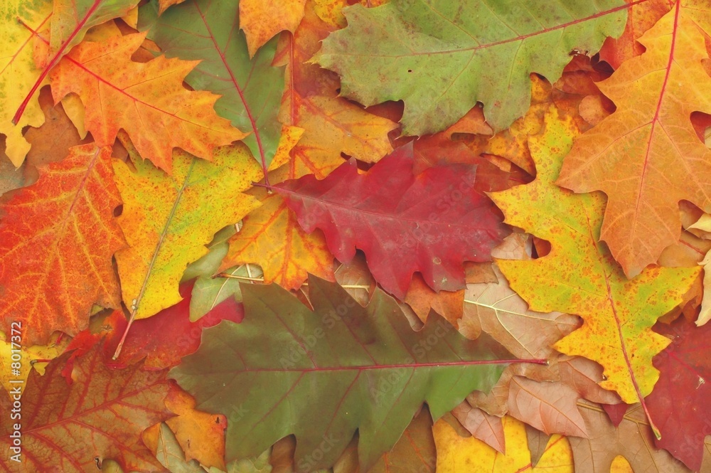 Fototapeta premium Leaves