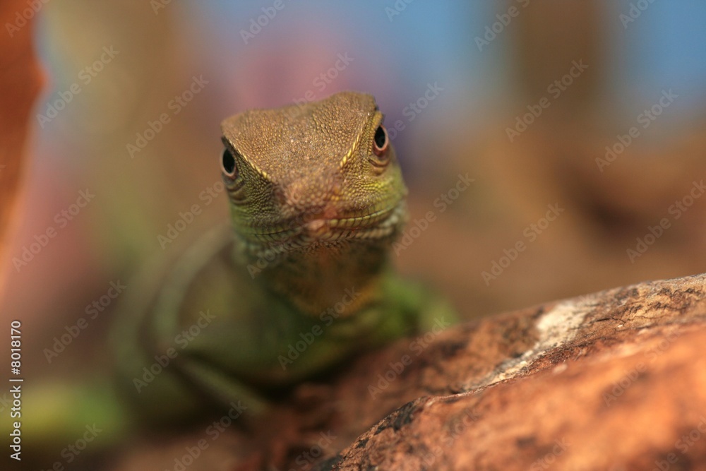 Fototapeta premium dragon d'eau