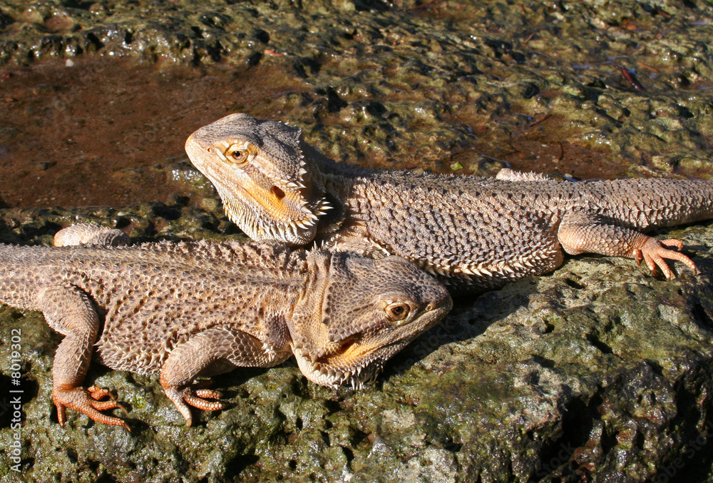 Obraz premium Pair of Bearded Dragons