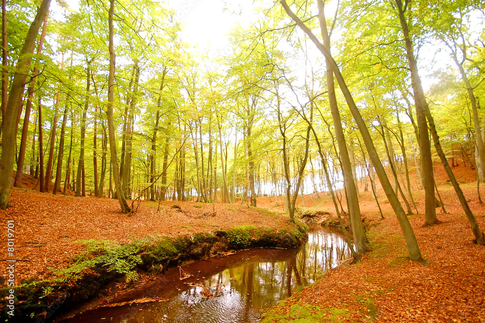 Obraz premium Autumn forest