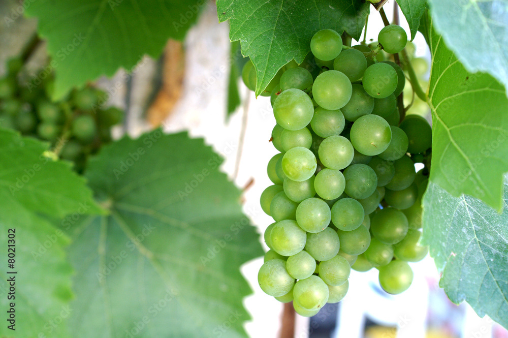 grüne Weintrauben