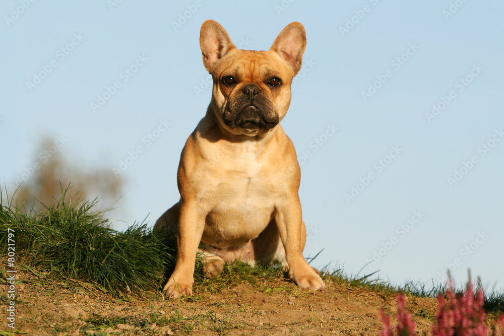  chien  Bouledogue Français