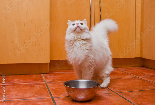 Canvas Print White cat waiting for food