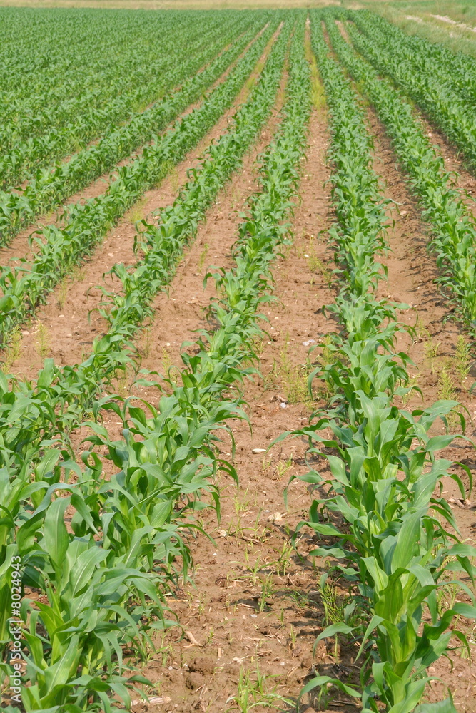 Plantation de maïs Plantation de maïs
