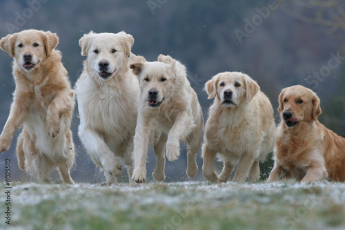 chiens en course photo