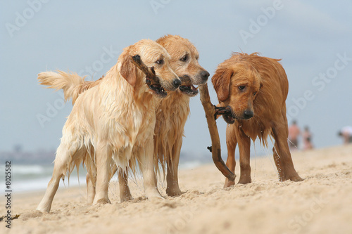 chiens jouant sur la plage photo