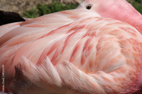 Flamingo Plumage