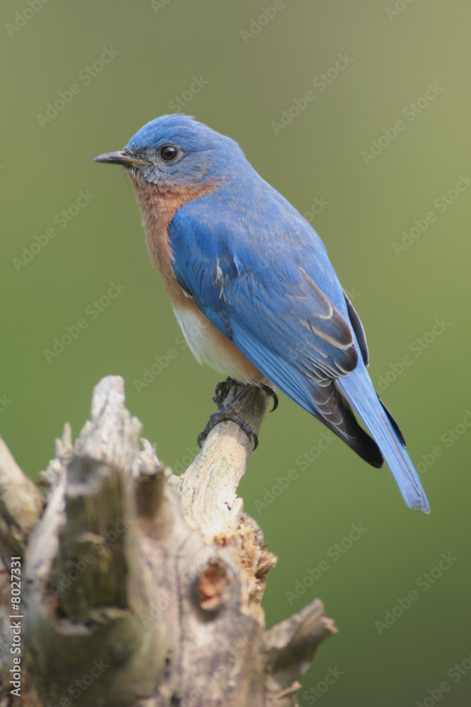 Male Eastern Bluebird (Sialia sialis) on a stump Male Eastern Bluebird (Sialia sialis) on a stump