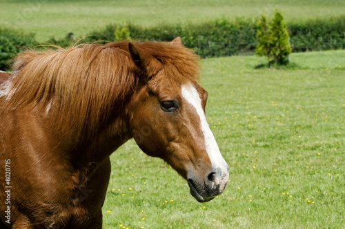 Head of chestnut gelding