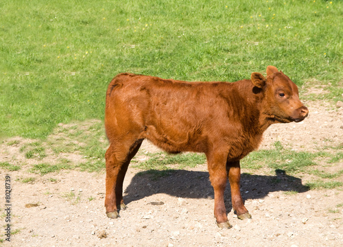 Red calf 