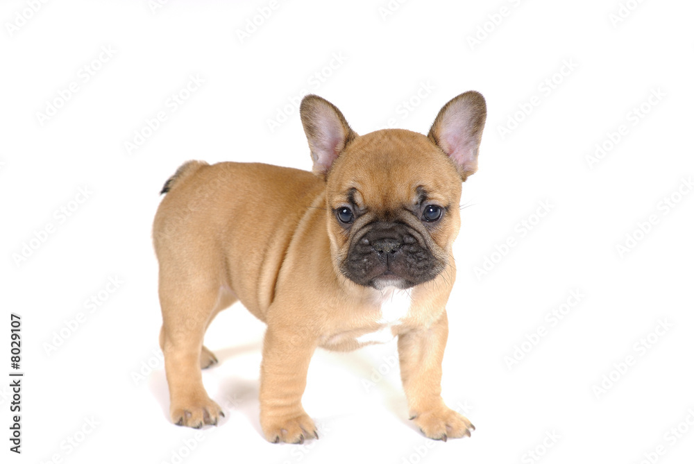 bouledogue 4