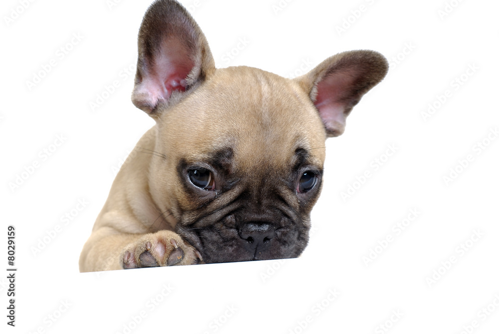 bouledogue 10 bouledogue 10