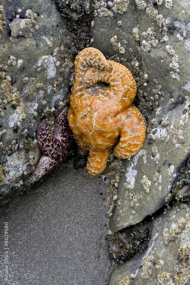 Two Starfish Two Starfish