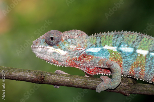 chameleon © Taboga