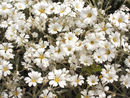 Flowers of white color