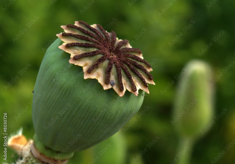 poppy head