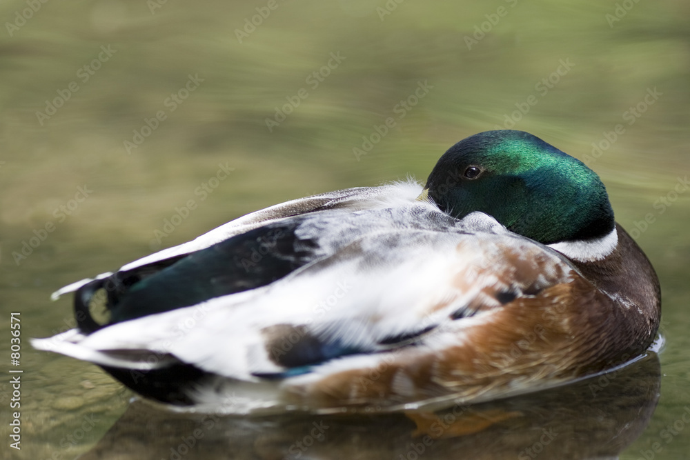 Obraz premium Wachschlaf