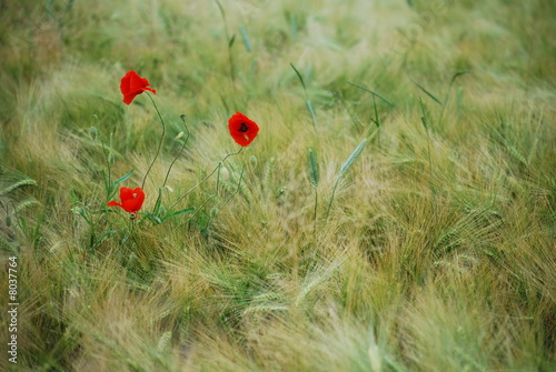 Mohn im Kornfeld