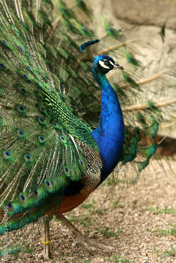 Obraz premium Pfau