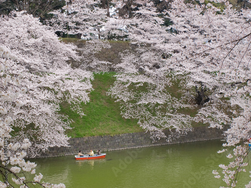 千鳥ヶ淵の桜
