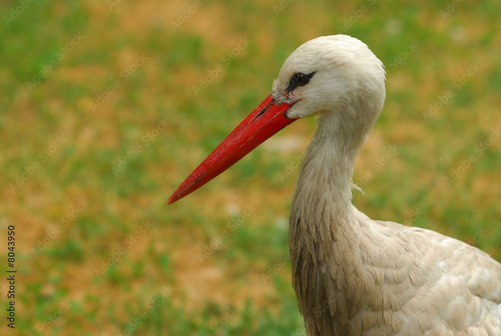 Fototapeta premium Stork