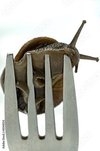 Snail dinner photo