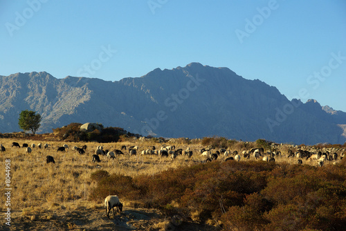 moutons corses photo