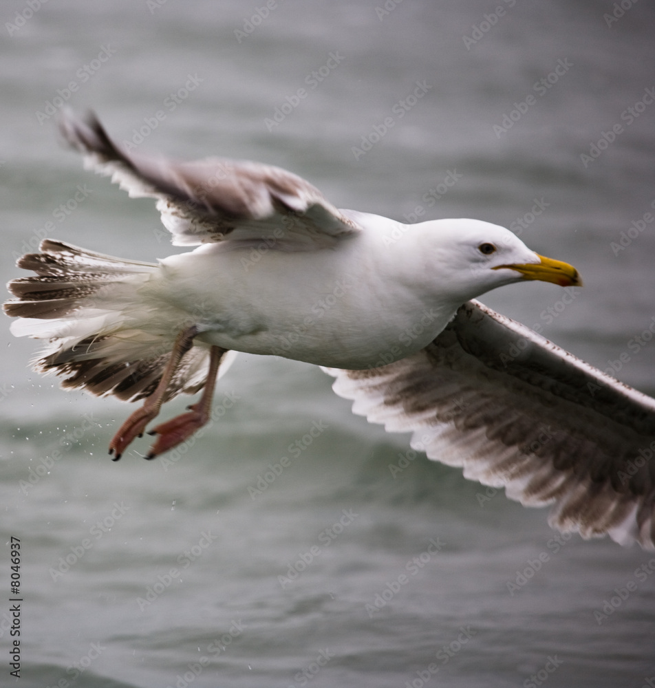 Fototapeta premium mouette 18