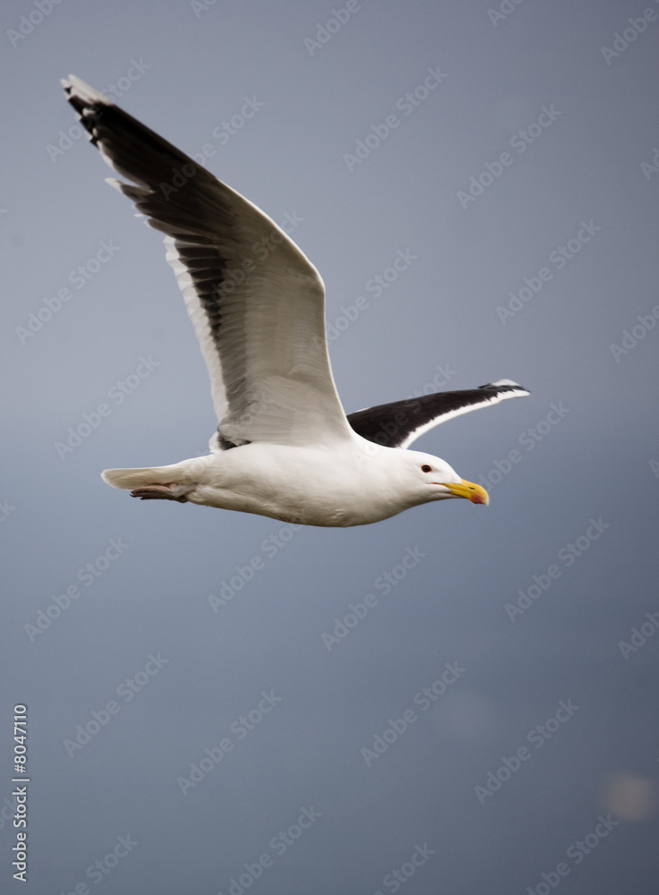 goeland goeland