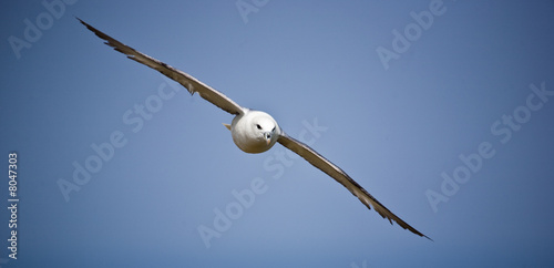 fulmar boréal 3