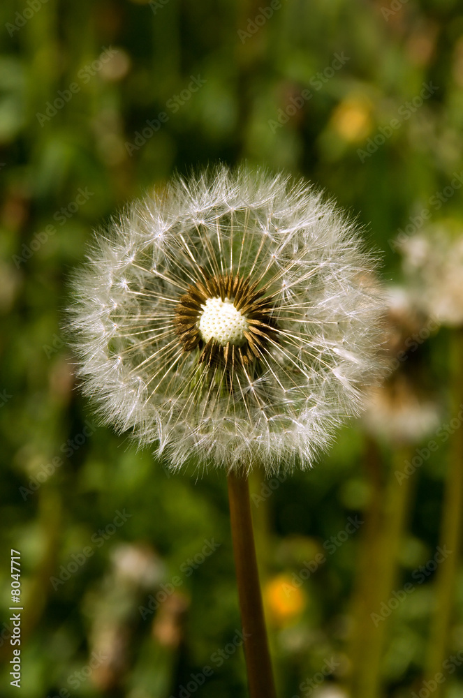Fototapeta premium White Dandelion