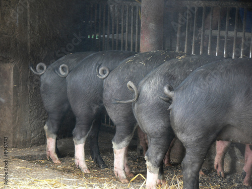 Schweine am Futtertrog