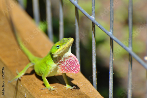 Anole Flash