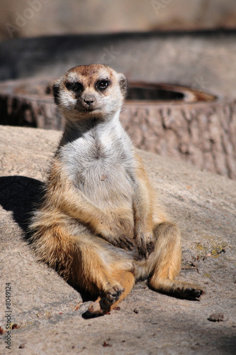 Sitting Meerkat