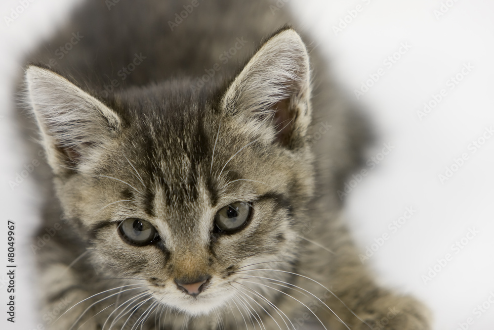 Chaton