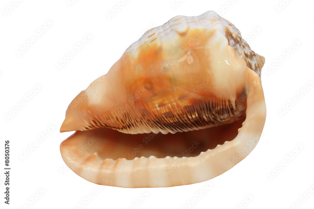 Sea Snail Shell Sea Snail Shell