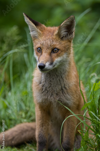 Alert young Red Fox cub