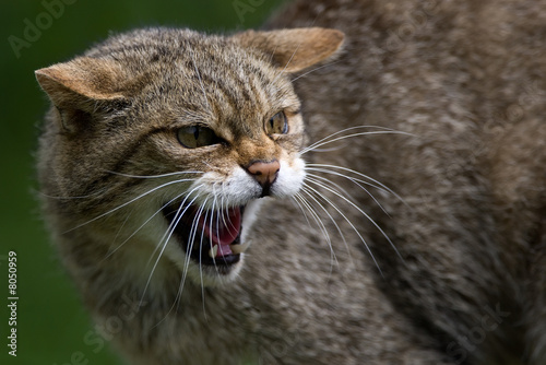 Scottish Wildcat growling