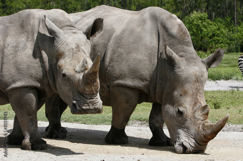 rhinoceros family
