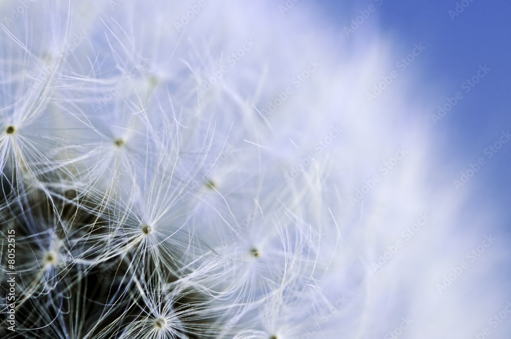 Fototapeta premium Mniszek lekarski