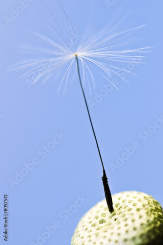 Dandelion