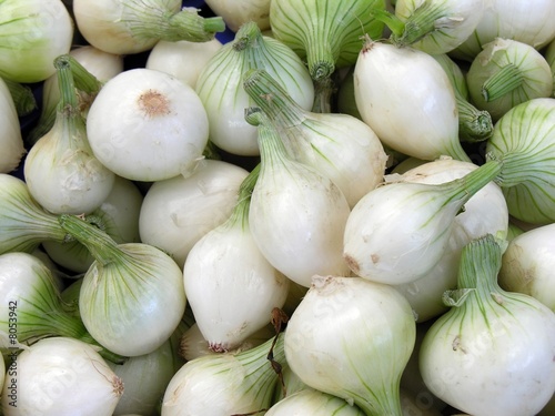 early onions photo