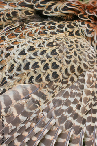 wings-feathers pheasant